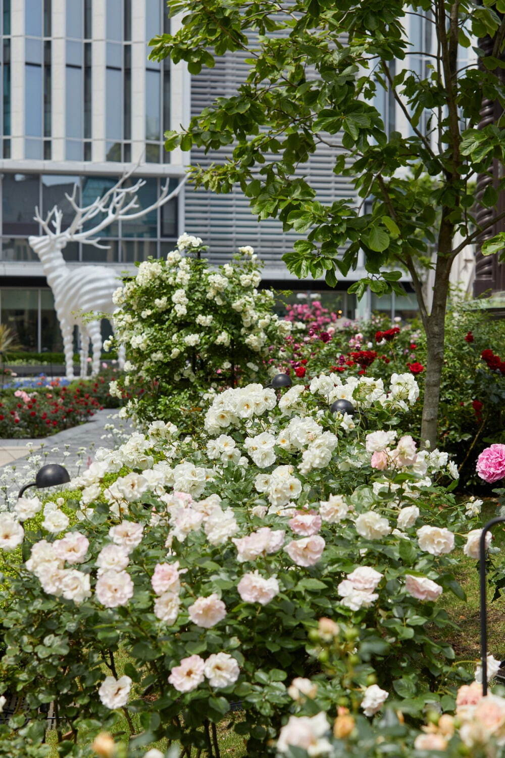 東京ガーデンテラス紀尾井町「ローズ」のイベント、青バラなど約90品種を鑑賞＆バラのアートやスイーツも｜写真12