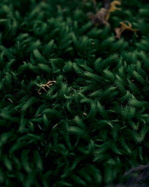 タンジェネット(tangenet) 2023年春夏メンズコレクション  - 写真11