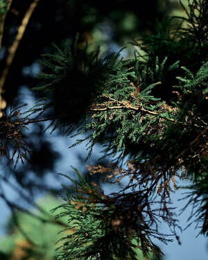 タンジェネット(tangenet) 2023年春夏メンズコレクション  - 写真22