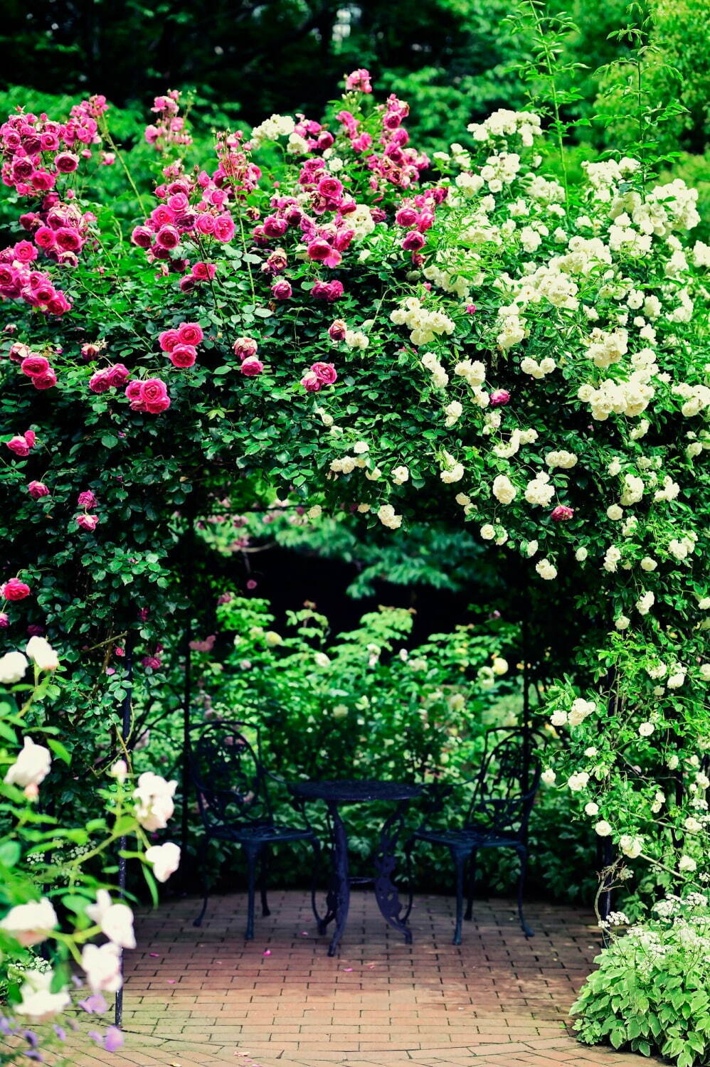 「神戸布引ハーブ園」ラベンダー＆ローズが咲き誇る初夏のフラワーイベント、花々に包まれる優雅な1日｜写真4