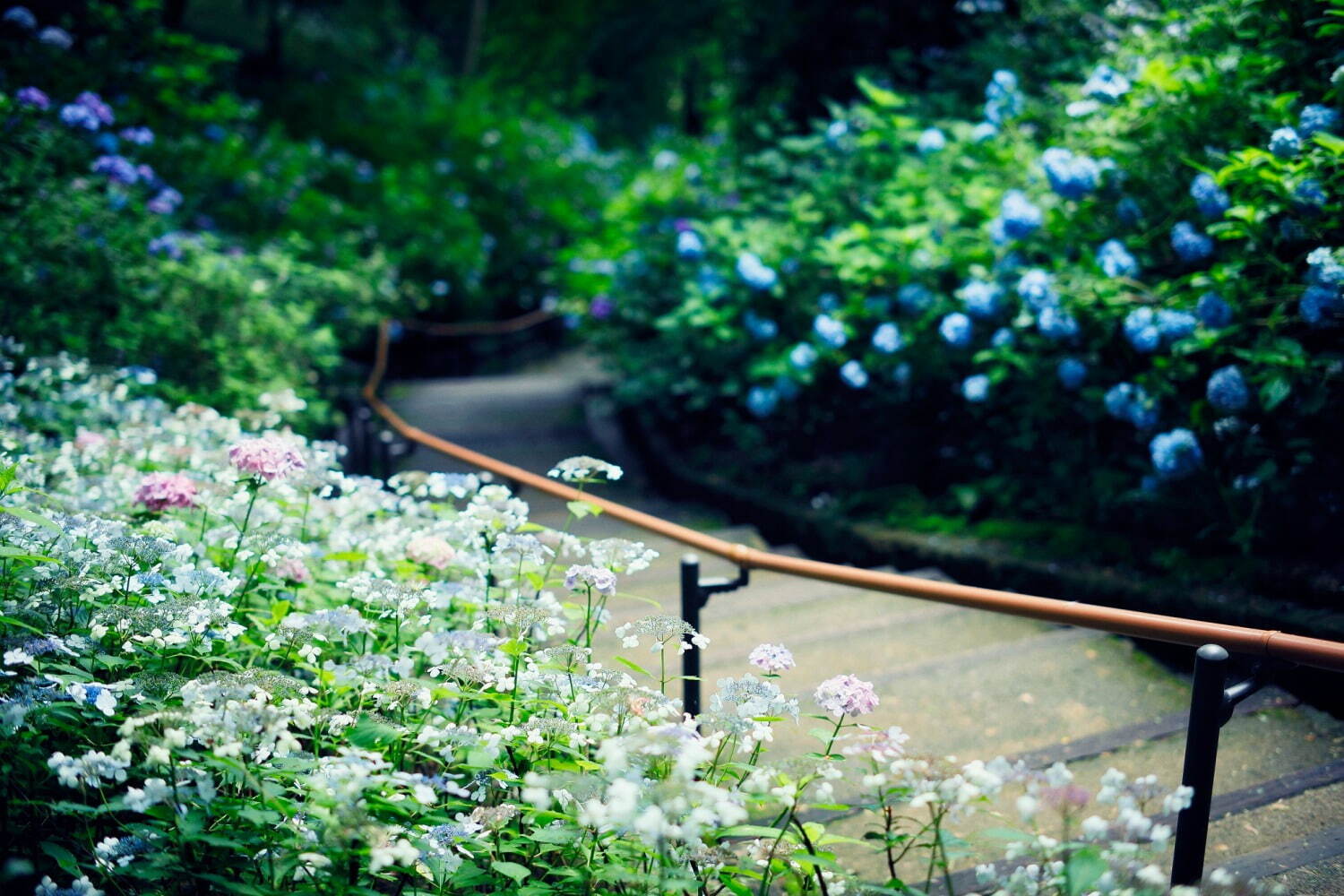 「神戸布引ハーブ園」ラベンダー＆ローズが咲き誇る初夏のフラワーイベント、花々に包まれる優雅な1日｜写真13