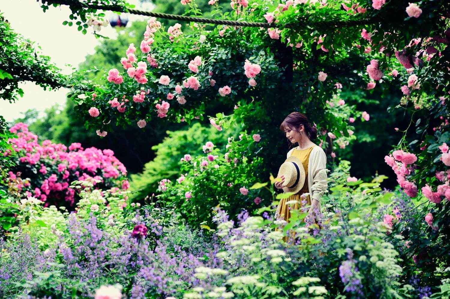 「神戸布引ハーブ園」ラベンダー＆ローズが咲き誇る初夏のフラワーイベント、花々に包まれる優雅な1日｜写真1