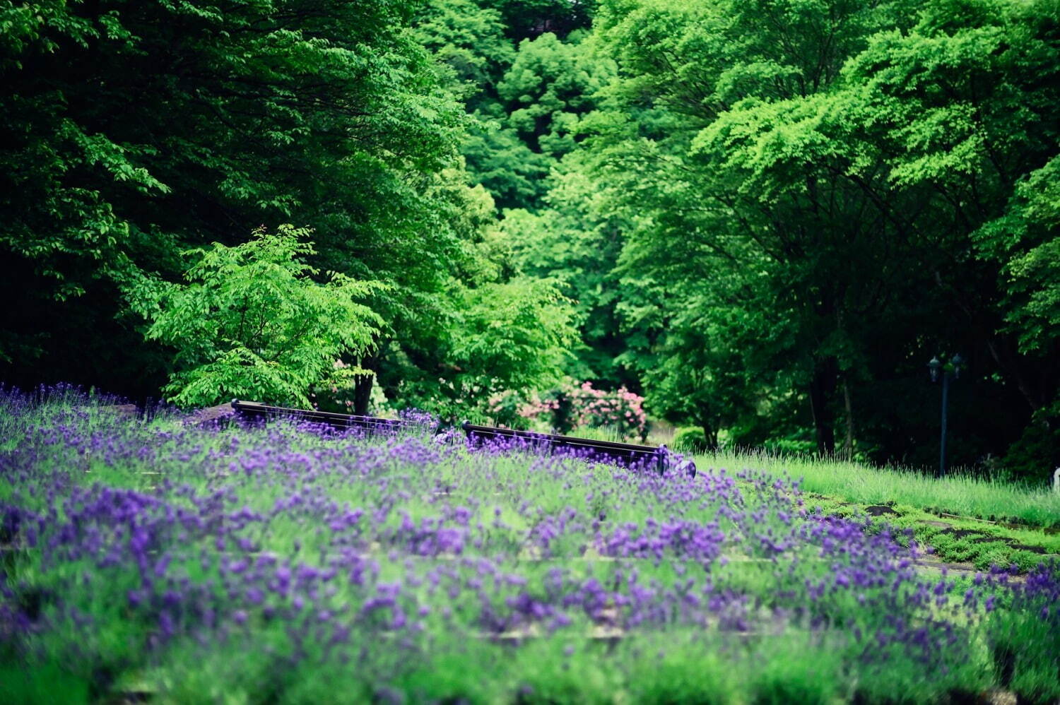「ラベンダー園」