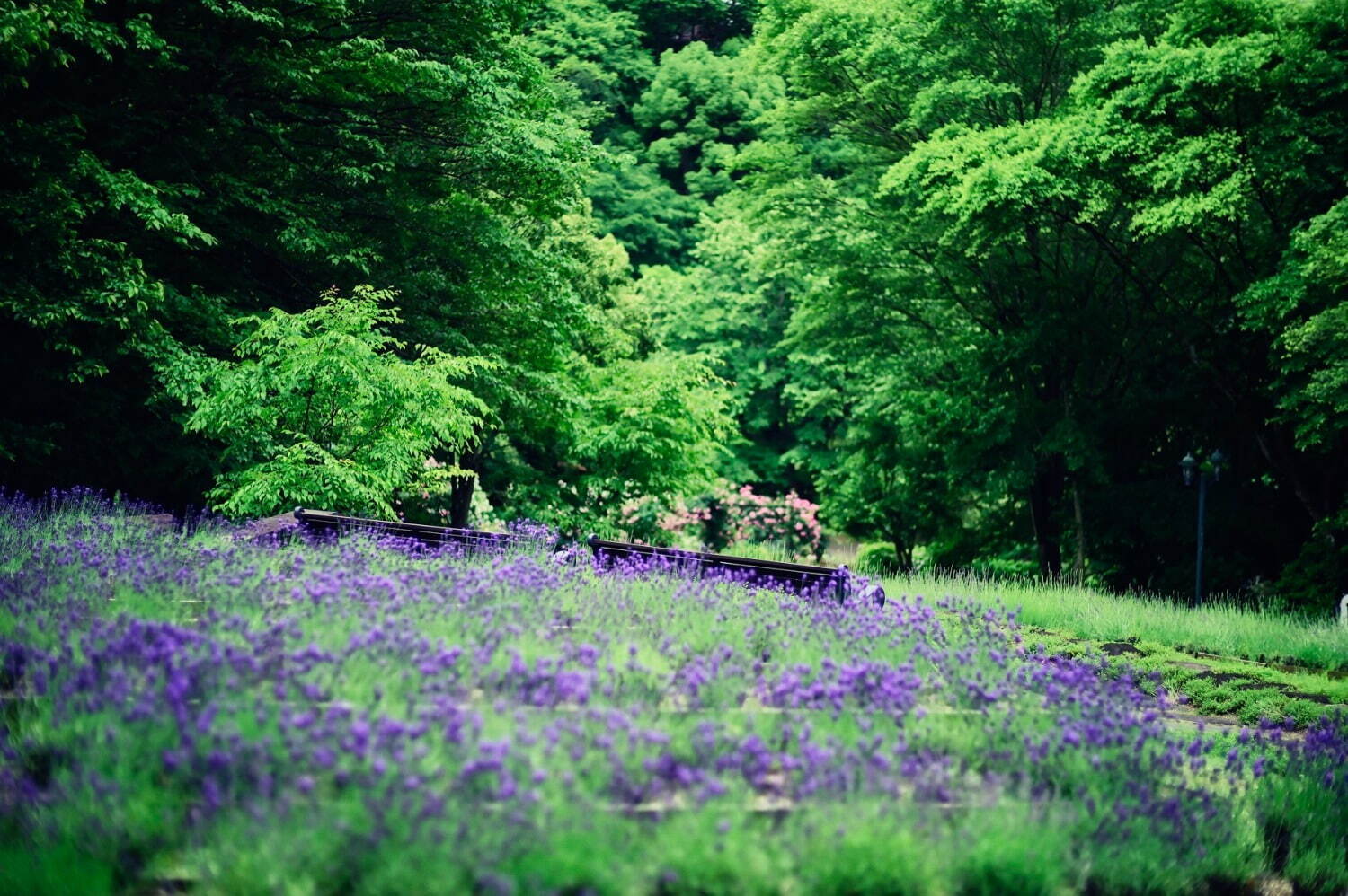 「神戸布引ハーブ園」ラベンダー＆ローズが咲き誇る初夏のフラワーイベント、花々に包まれる優雅な1日｜写真9