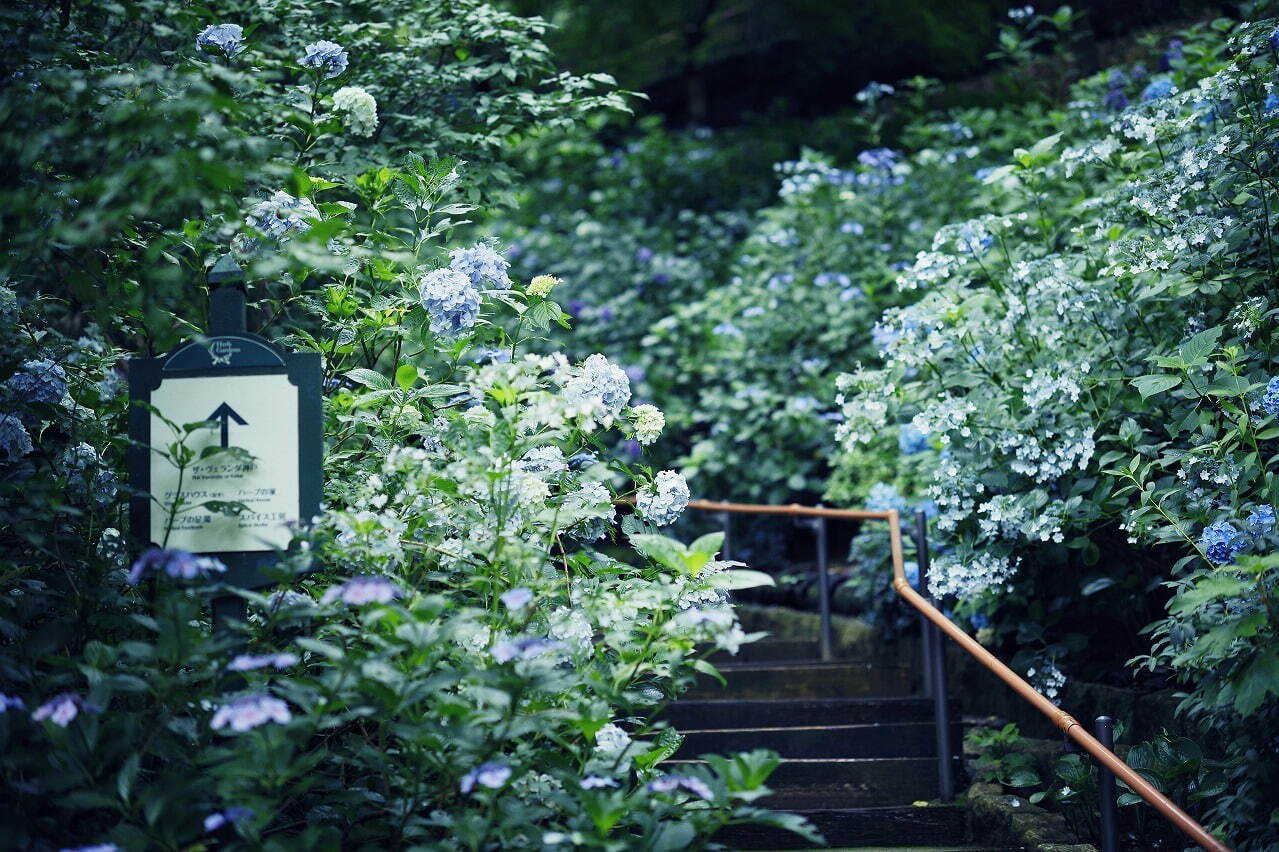 「神戸布引ハーブ園」ラベンダー＆ローズが咲き誇る初夏のフラワーイベント、花々に包まれる優雅な1日｜写真14