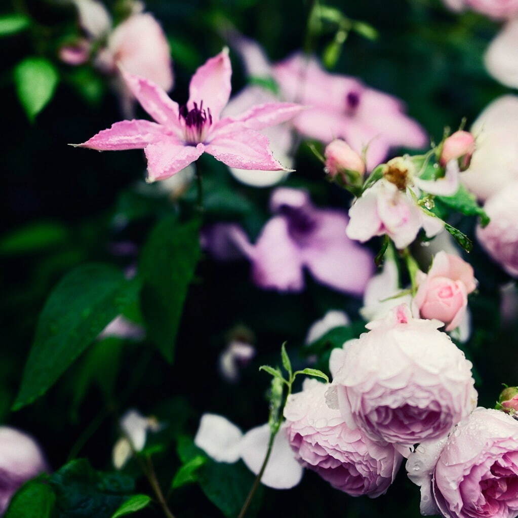 「神戸布引ハーブ園」ラベンダー＆ローズが咲き誇る初夏のフラワーイベント、花々に包まれる優雅な1日｜写真8