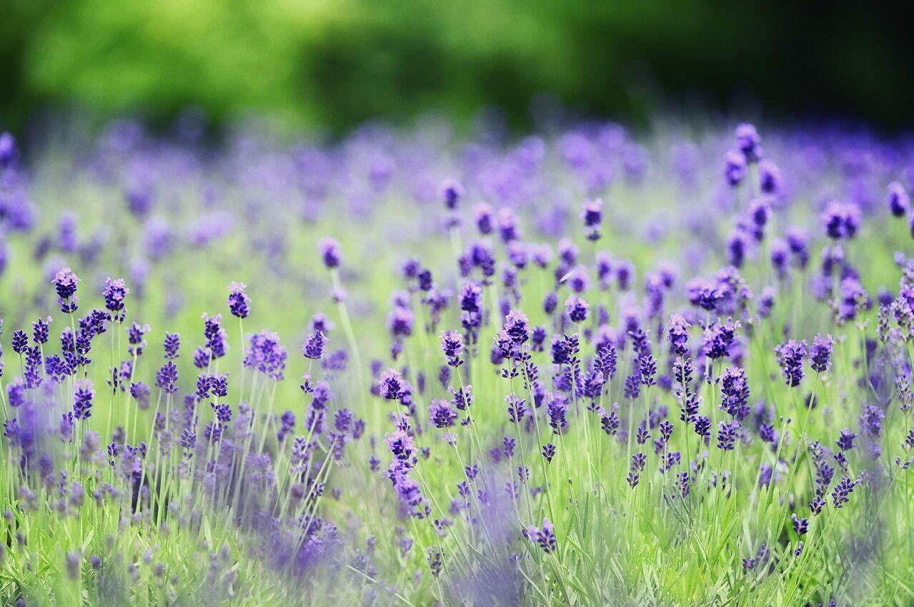 「神戸布引ハーブ園」ラベンダー＆ローズが咲き誇る初夏のフラワーイベント、花々に包まれる優雅な1日｜写真12