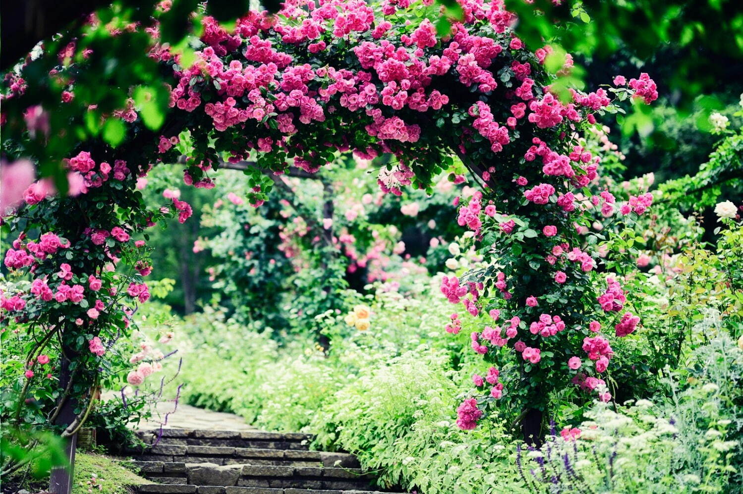 「神戸布引ハーブ園」ラベンダー＆ローズが咲き誇る初夏のフラワーイベント、花々に包まれる優雅な1日｜写真3