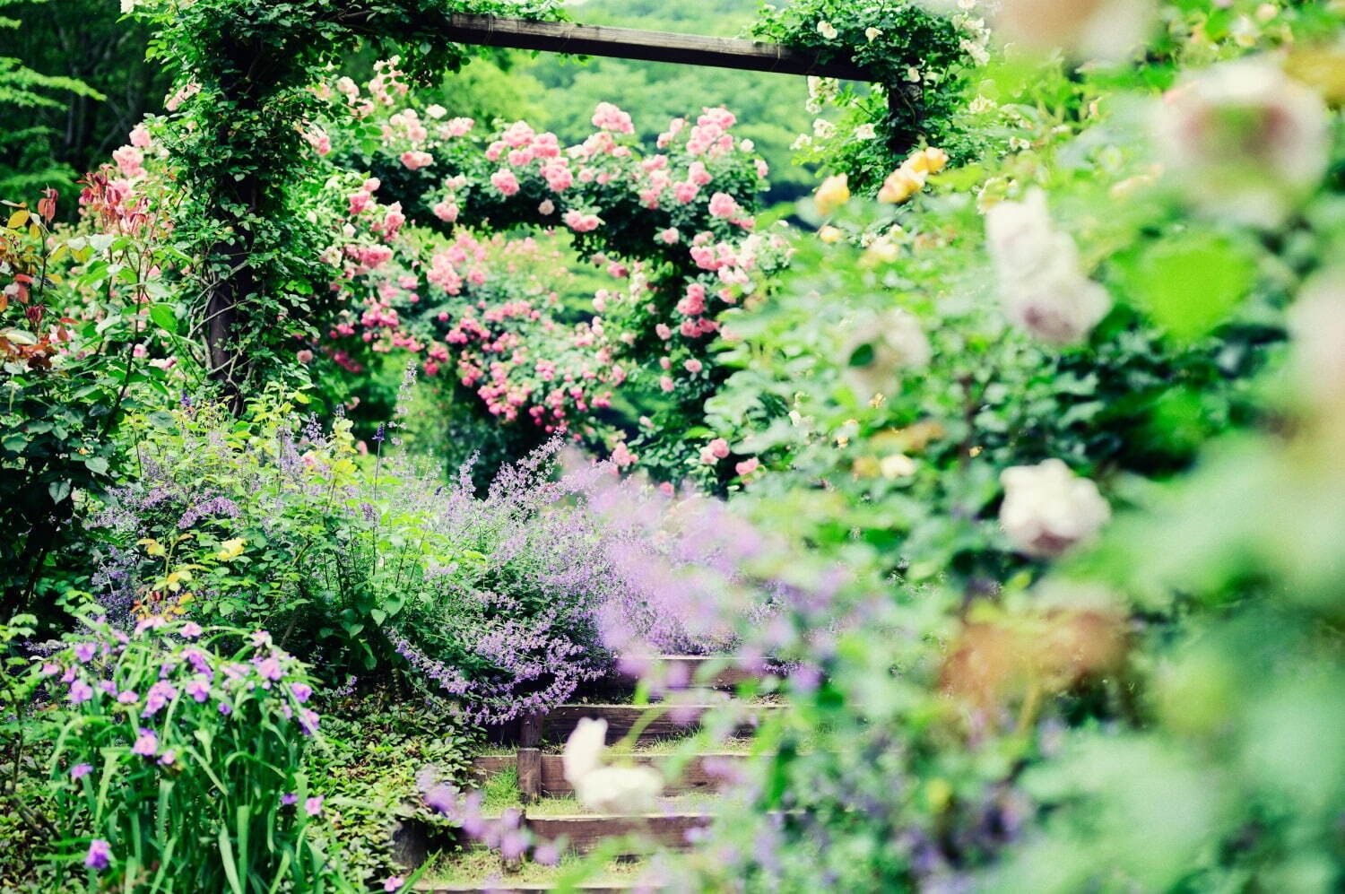 「神戸布引ハーブ園」ラベンダー＆ローズが咲き誇る初夏のフラワーイベント、花々に包まれる優雅な1日｜写真2