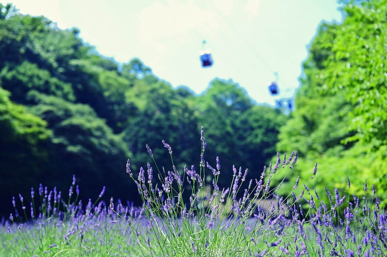 「神戸布引ハーブ園」ラベンダー＆ローズが咲き誇る初夏のフラワーイベント、花々に包まれる優雅な1日｜写真11