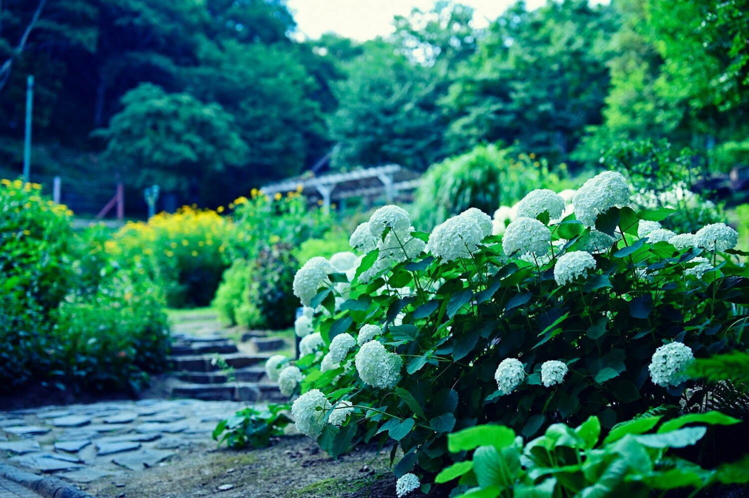 「神戸布引ハーブ園」ラベンダー＆ローズが咲き誇る初夏のフラワーイベント、花々に包まれる優雅な1日｜写真15