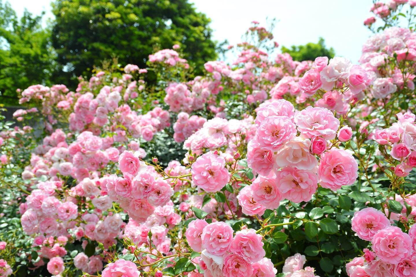 小田原フラワーガーデン「春のローズフェスタ」多彩な春バラが見ごろに、優雅な香りのバラジェラートも｜写真12
