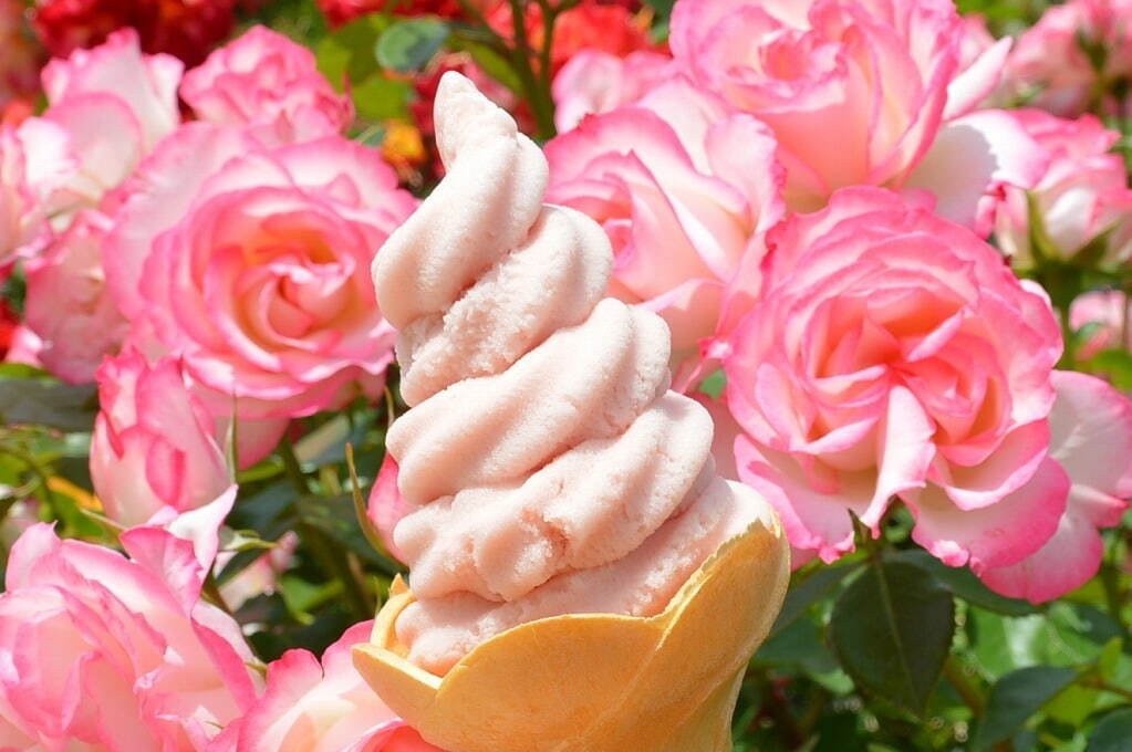 小田原フラワーガーデン「春のローズフェスタ」多彩な春バラが見ごろに、優雅な香りのバラジェラートも｜写真17