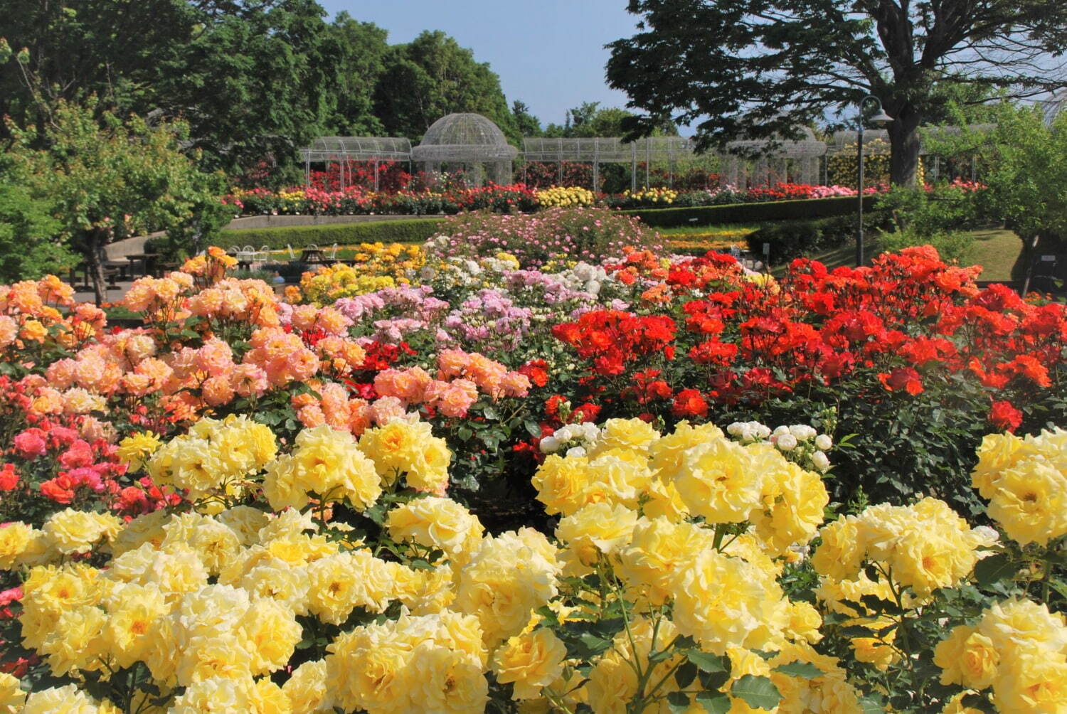 全国の花見イベント2023】東京＆観光地のおすすめ公園など、桜の