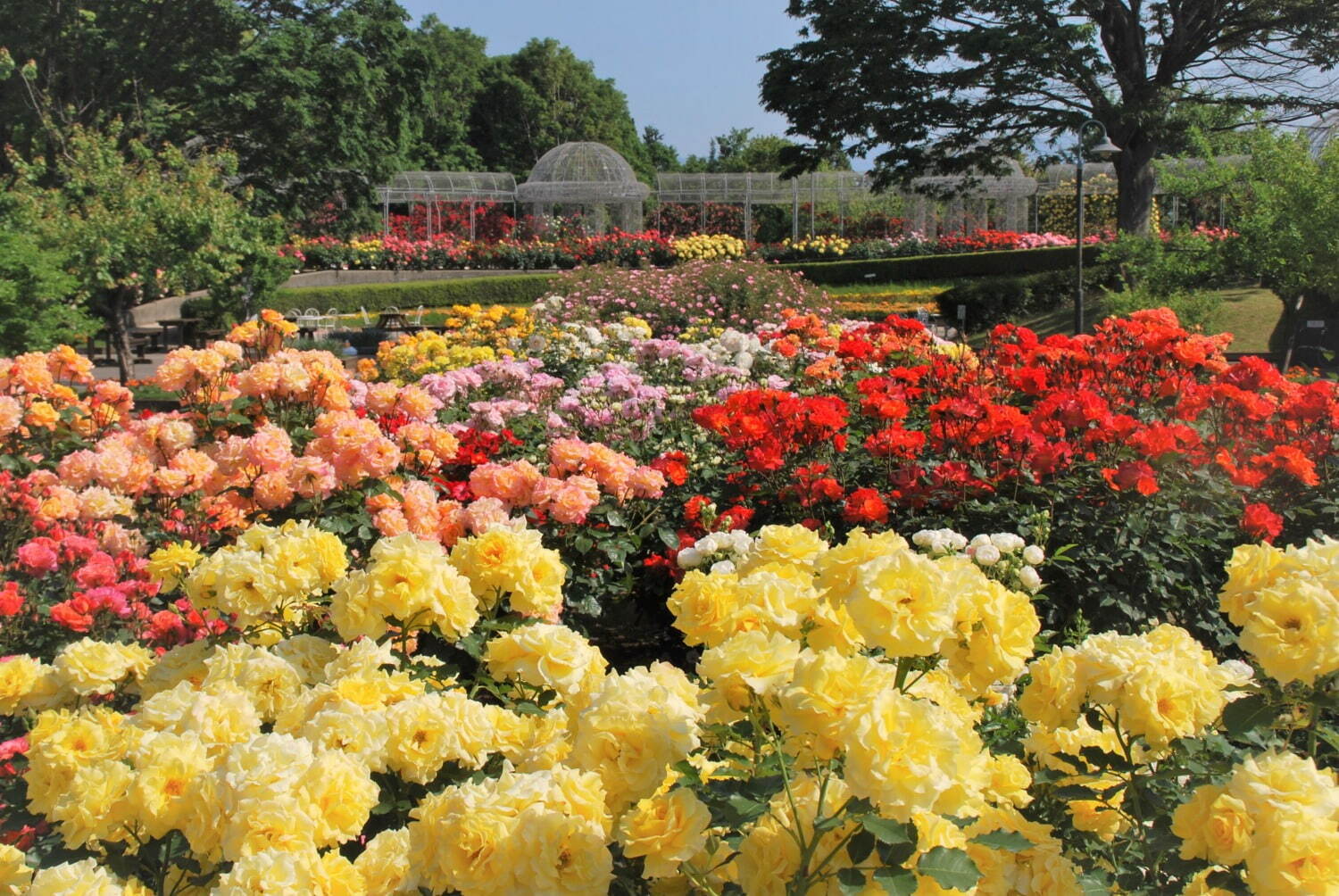 【全国の花見イベント2023】東京＆観光地のおすすめ公園など、桜の名所～フラワーガーデンまで | 写真