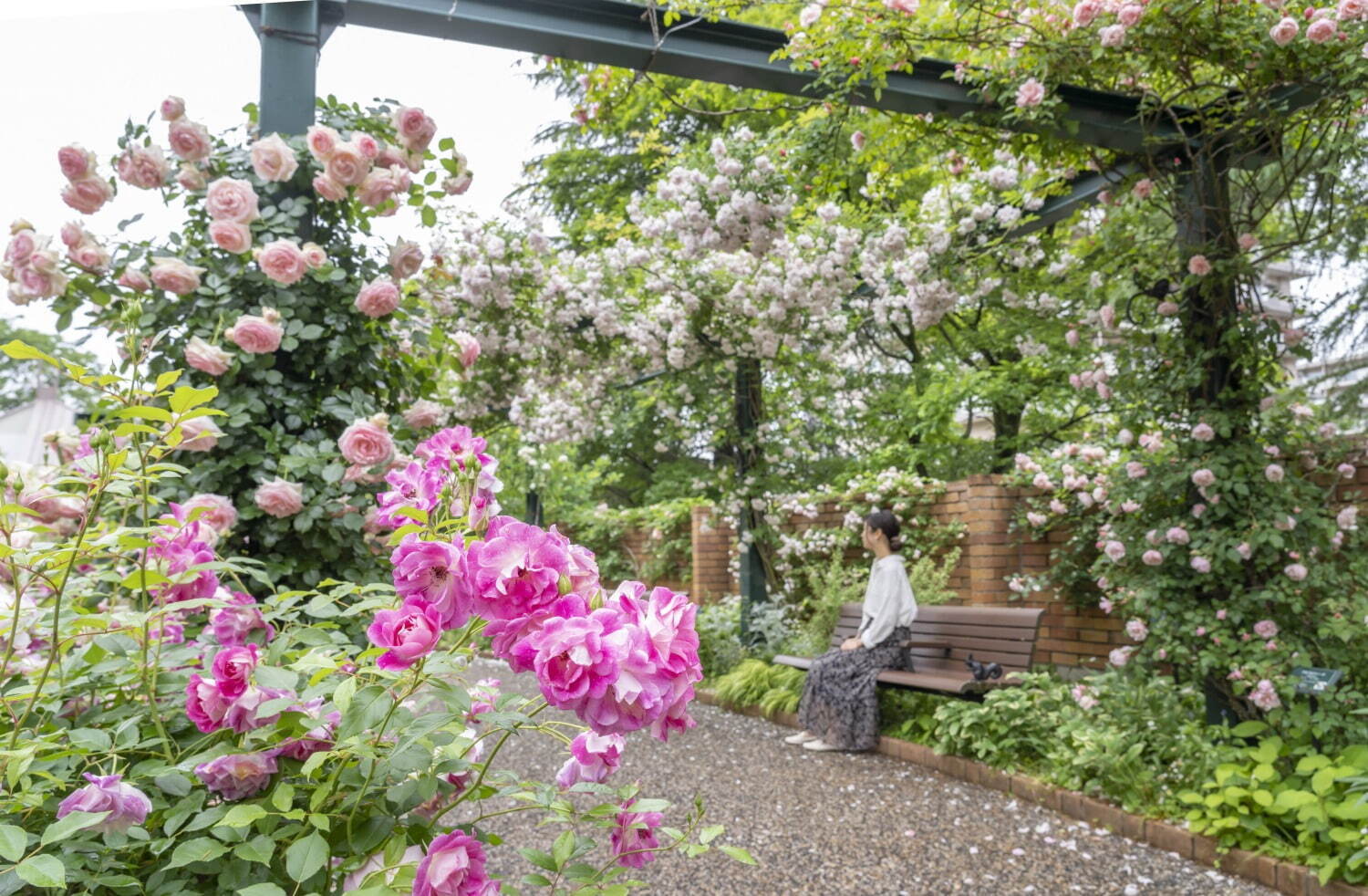 「練馬区立 四季の香 ローズガーデン」の春イベント、348品種のバラが見頃に - ローズソフトも｜写真5