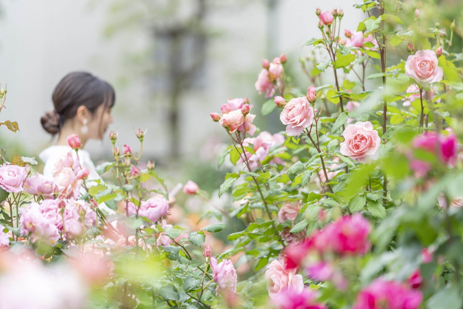 「練馬区立 四季の香 ローズガーデン」の春イベント、348品種のバラが見頃に - ローズソフトも｜写真7