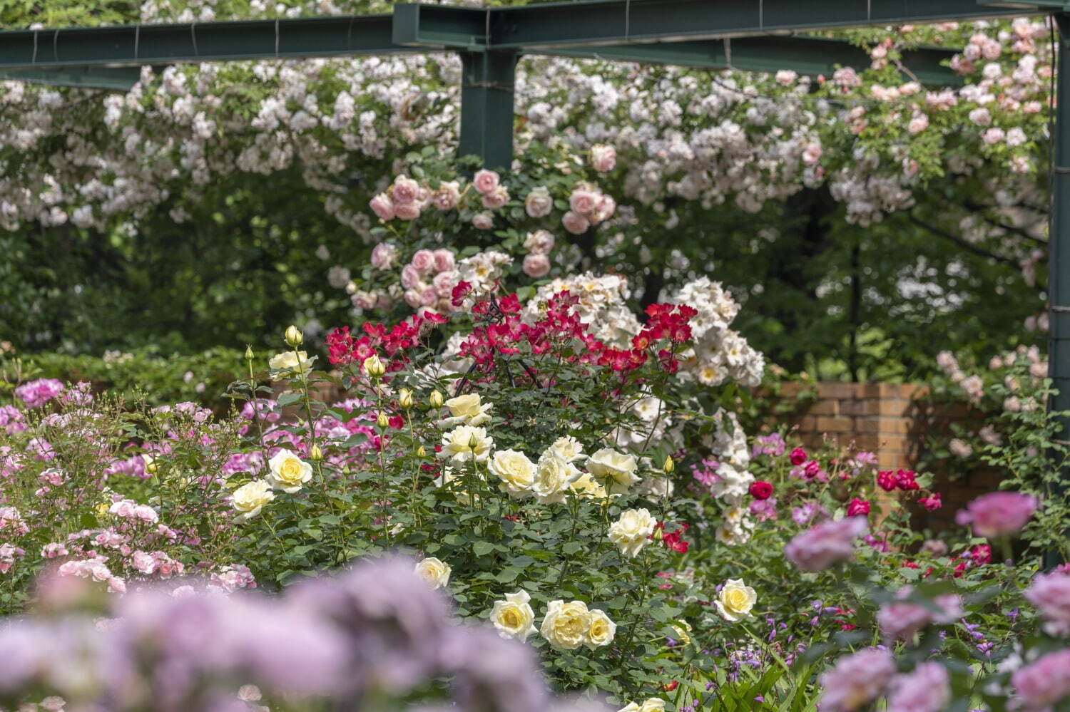 「練馬区立 四季の香 ローズガーデン」の春イベント、348品種のバラが見頃に - ローズソフトも｜写真2