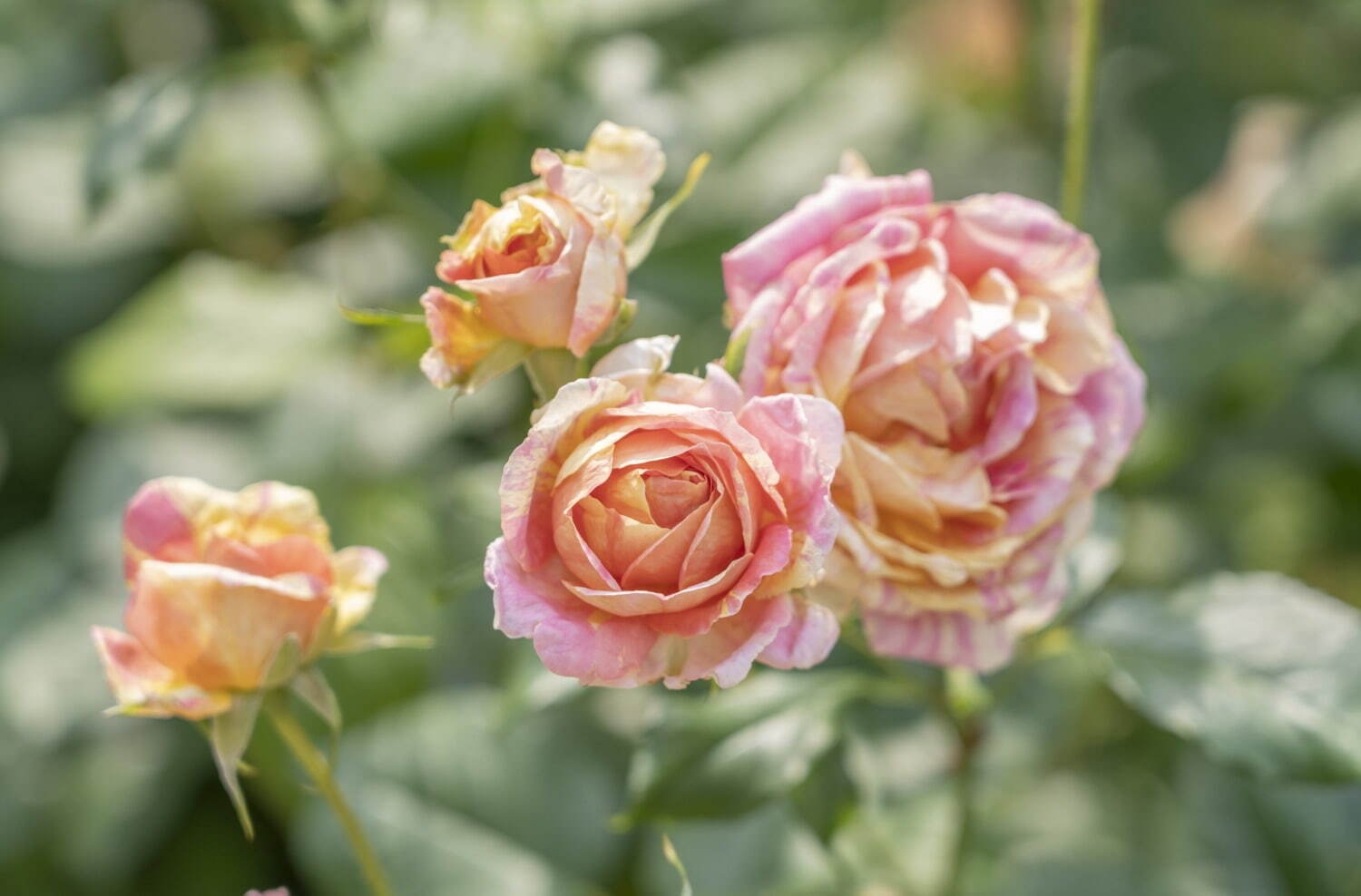 「練馬区立 四季の香 ローズガーデン」の春イベント、348品種のバラが見頃に - ローズソフトも｜写真9