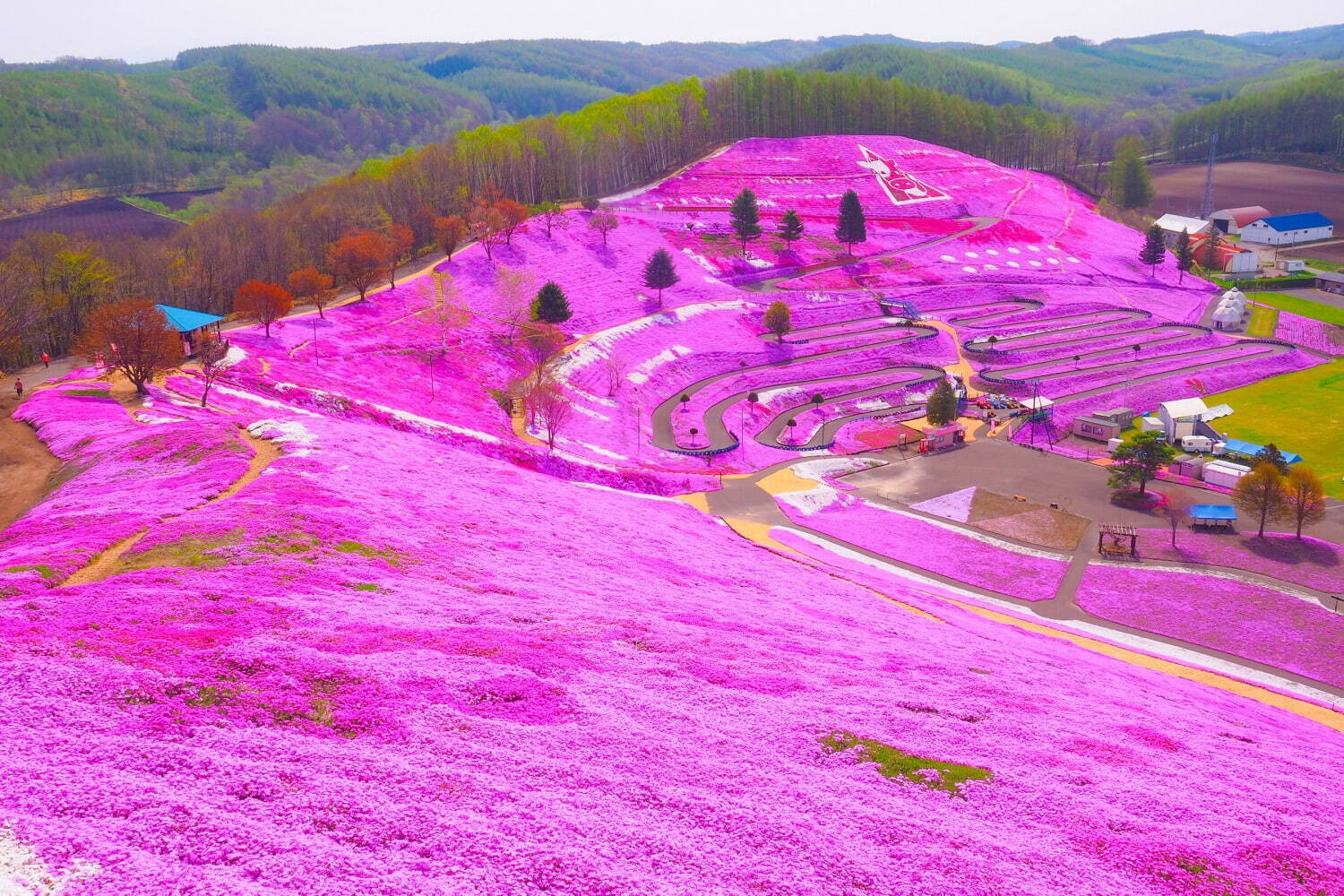 「第39回ひがしもこと芝桜まつり」北海道・ひがしもこと芝桜公園で、ピンクの芝桜×青空の絶景｜写真1