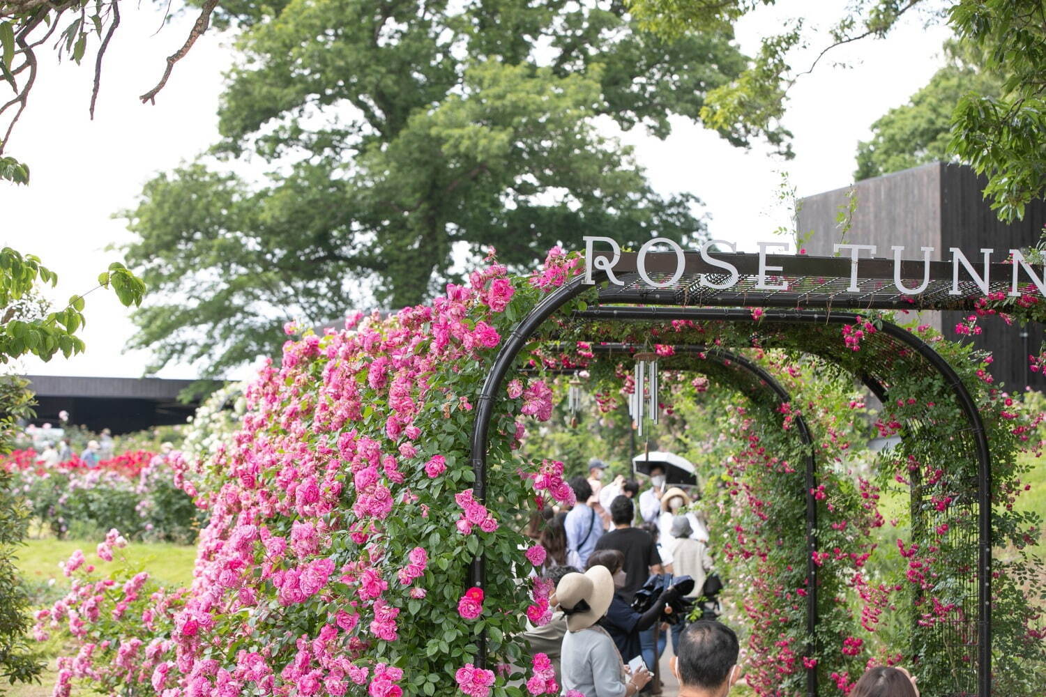 茨城「いばらきフラワーパーク」23年の春バラシーズン、900品種9,000株が園内を彩る｜写真3