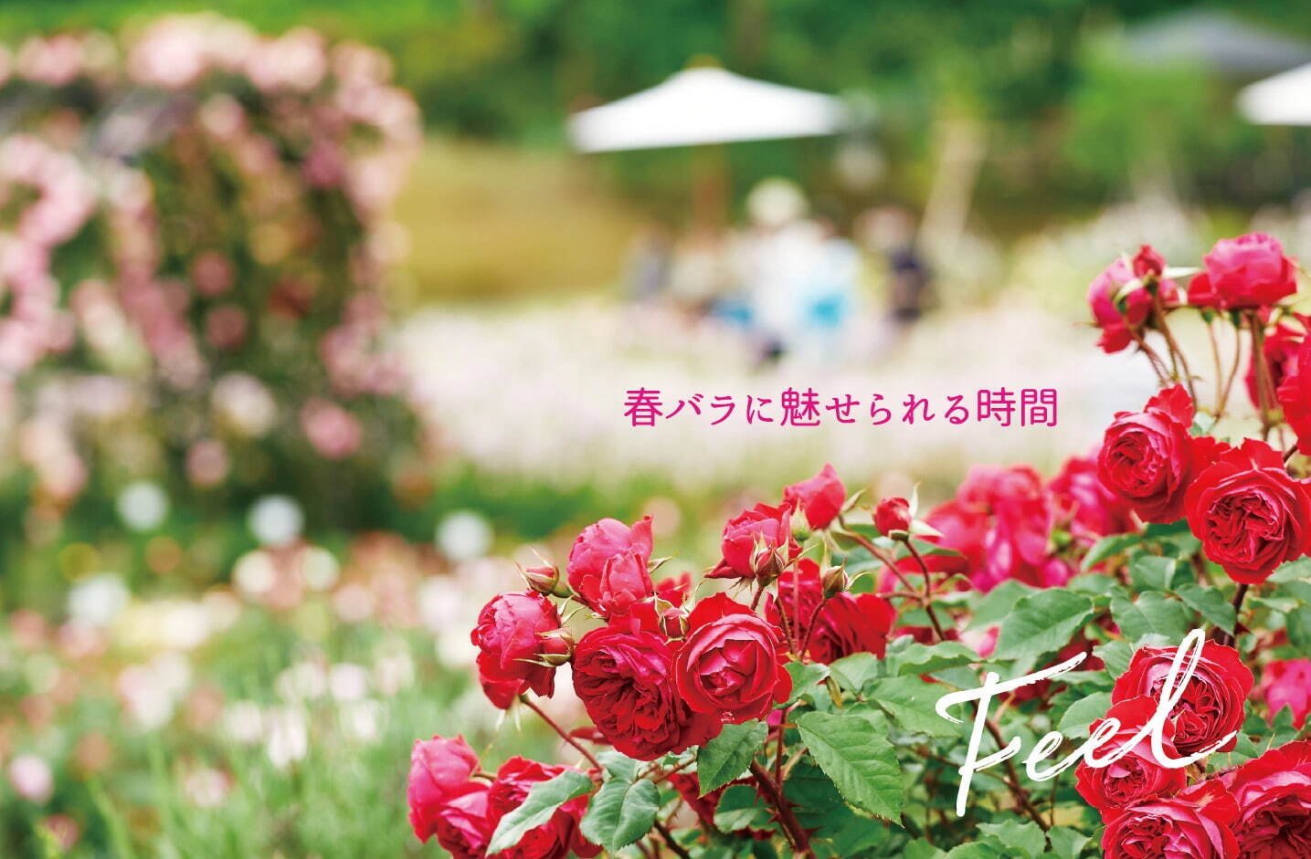 茨城「いばらきフラワーパーク」23年の春バラシーズン、900品種9,000株が園内を彩る｜写真1