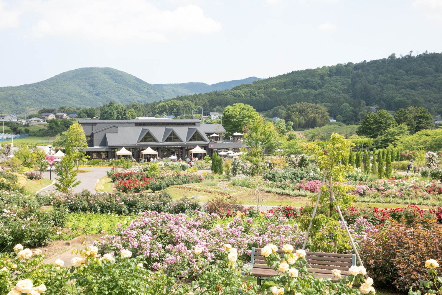 茨城「いばらきフラワーパーク」23年の春バラシーズン、900品種9,000株が園内を彩る｜写真2