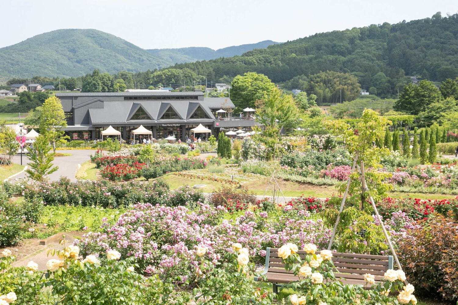 茨城「いばらきフラワーパーク」23年の春バラシーズン、900品種9,000株が園内を彩る