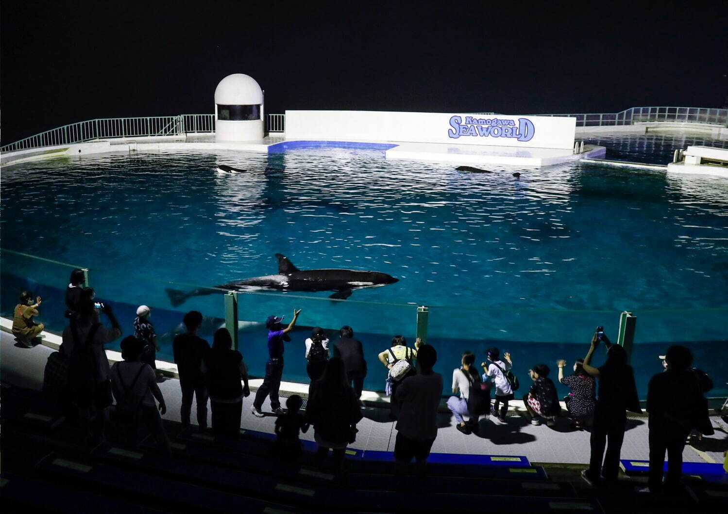 鴨川シーワールド「大人のナイトプラン」閉館後の水族館で“シャチ”パフォーマンス＆ふれあい体験も｜写真1