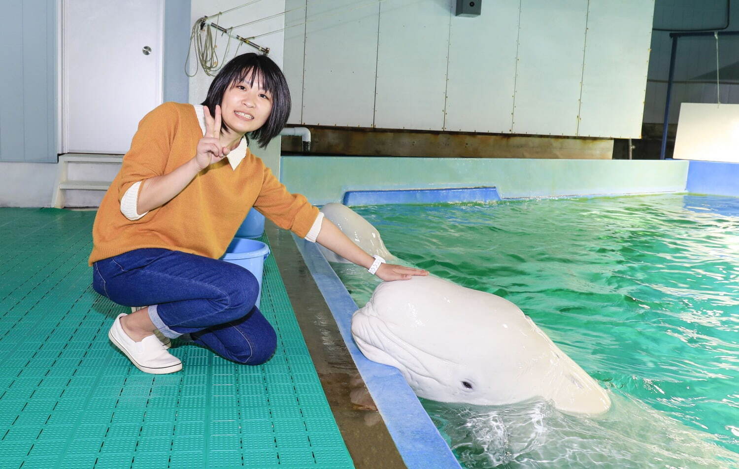 鴨川シーワールド「大人のナイトプラン」閉館後の水族館で“シャチ”パフォーマンス＆ふれあい体験も｜写真3