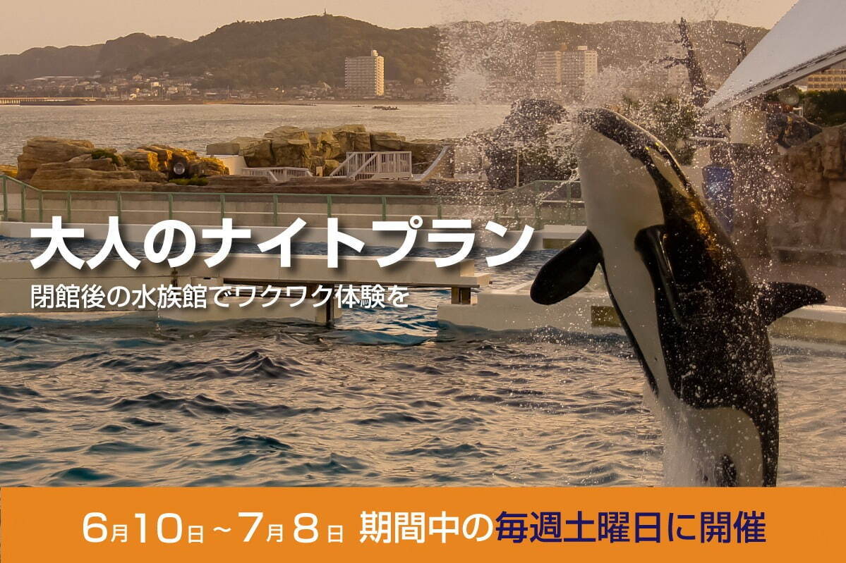 鴨川シーワールド「大人のナイトプラン」閉館後の水族館で“シャチ”パフォーマンス＆ふれあい体験も｜写真4