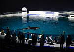 鴨川シーワールド「大人のナイトプラン」閉館後の水族館で“シャチ”パフォーマンス＆ふれあい体験も｜写真1