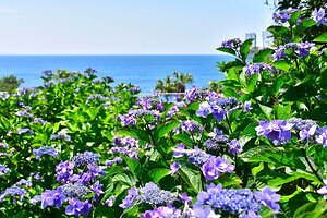 伊豆・ニューヨークランプミュージアム＆フラワーガーデン「あじさい苑」に200品種以上の紫陽花が開花｜写真1