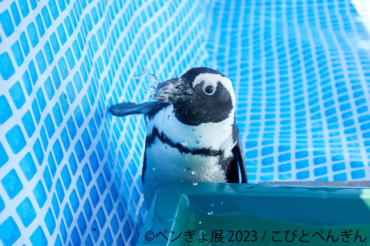 「ぺんぎょ展」“ペンギン×金魚”納涼アートが一堂に会す写真展＆物販展、東京・浅草で｜写真1