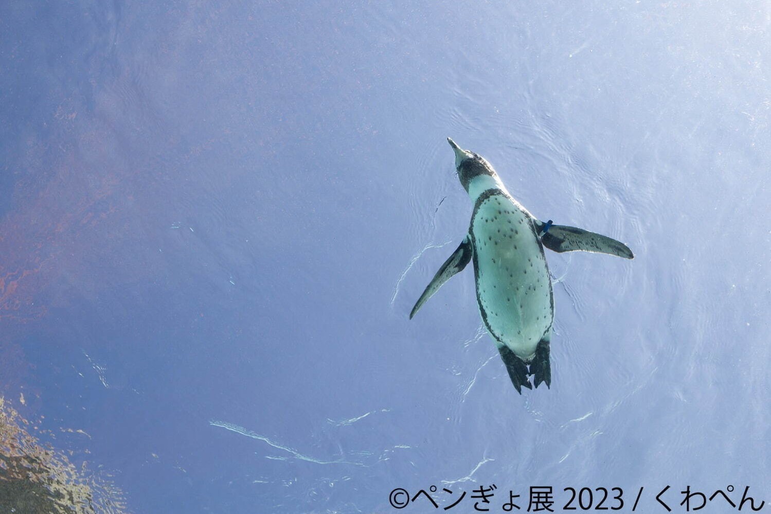 「ぺんぎょ展」“ペンギン×金魚”納涼アートが一堂に会す写真展＆物販展、東京・浅草で