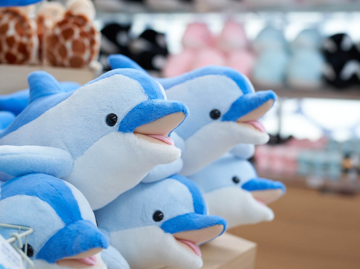 「神戸須磨シーワールド」須磨海浜水族園跡地に開業、西日本唯一のシャチ展示！パフォーマンスや学ぶゾーン｜写真77