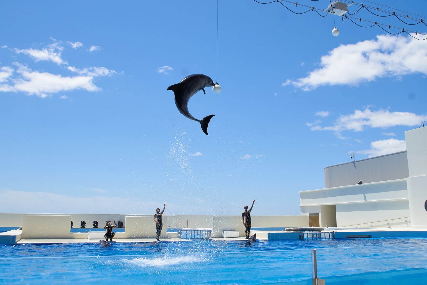 「神戸須磨シーワールド」須磨海浜水族園跡地に開業、西日本唯一のシャチ展示！パフォーマンスや学ぶゾーン｜写真60