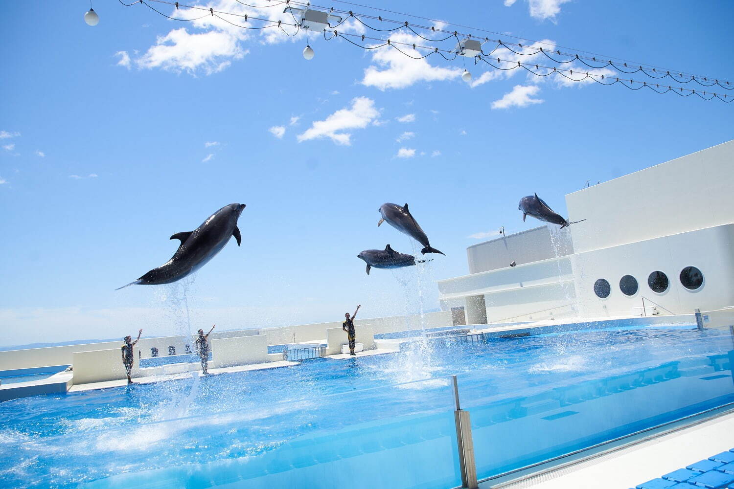 「神戸須磨シーワールド」須磨海浜水族園跡地に開業、西日本唯一のシャチ展示！パフォーマンスや学ぶゾーン｜写真63