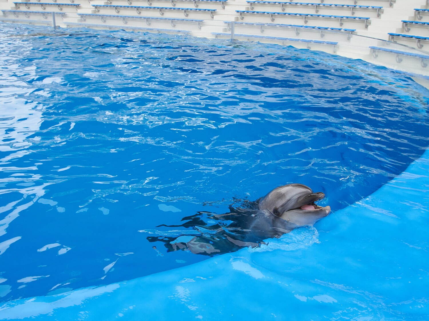 「神戸須磨シーワールド」須磨海浜水族園跡地に開業、西日本唯一のシャチ展示！パフォーマンスや学ぶゾーン｜写真83