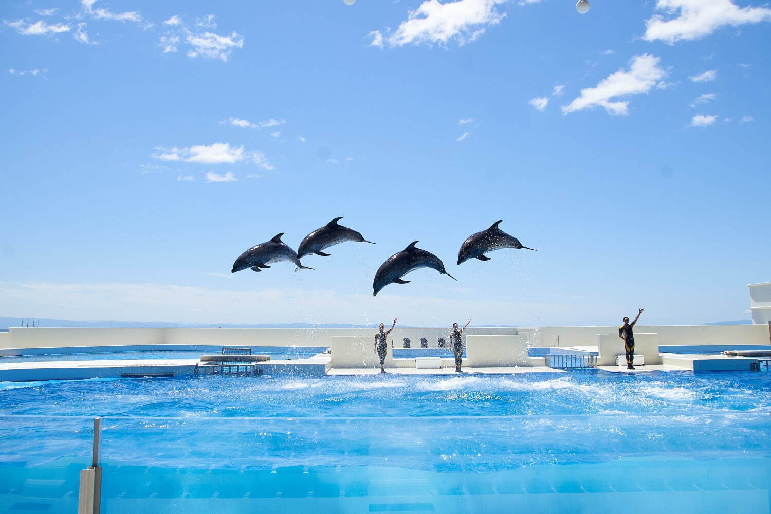 「神戸須磨シーワールド」須磨海浜水族園跡地に開業、西日本唯一のシャチ展示！パフォーマンスや学ぶゾーン｜写真64