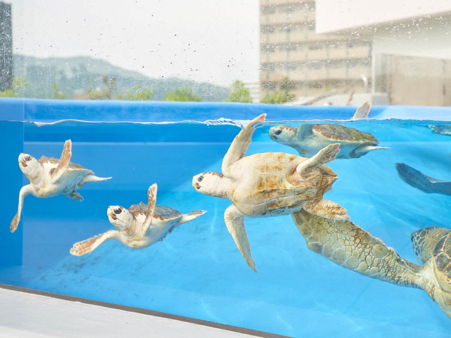 「神戸須磨シーワールド」須磨海浜水族園跡地に開業、西日本唯一のシャチ展示！パフォーマンスや学ぶゾーン｜写真46