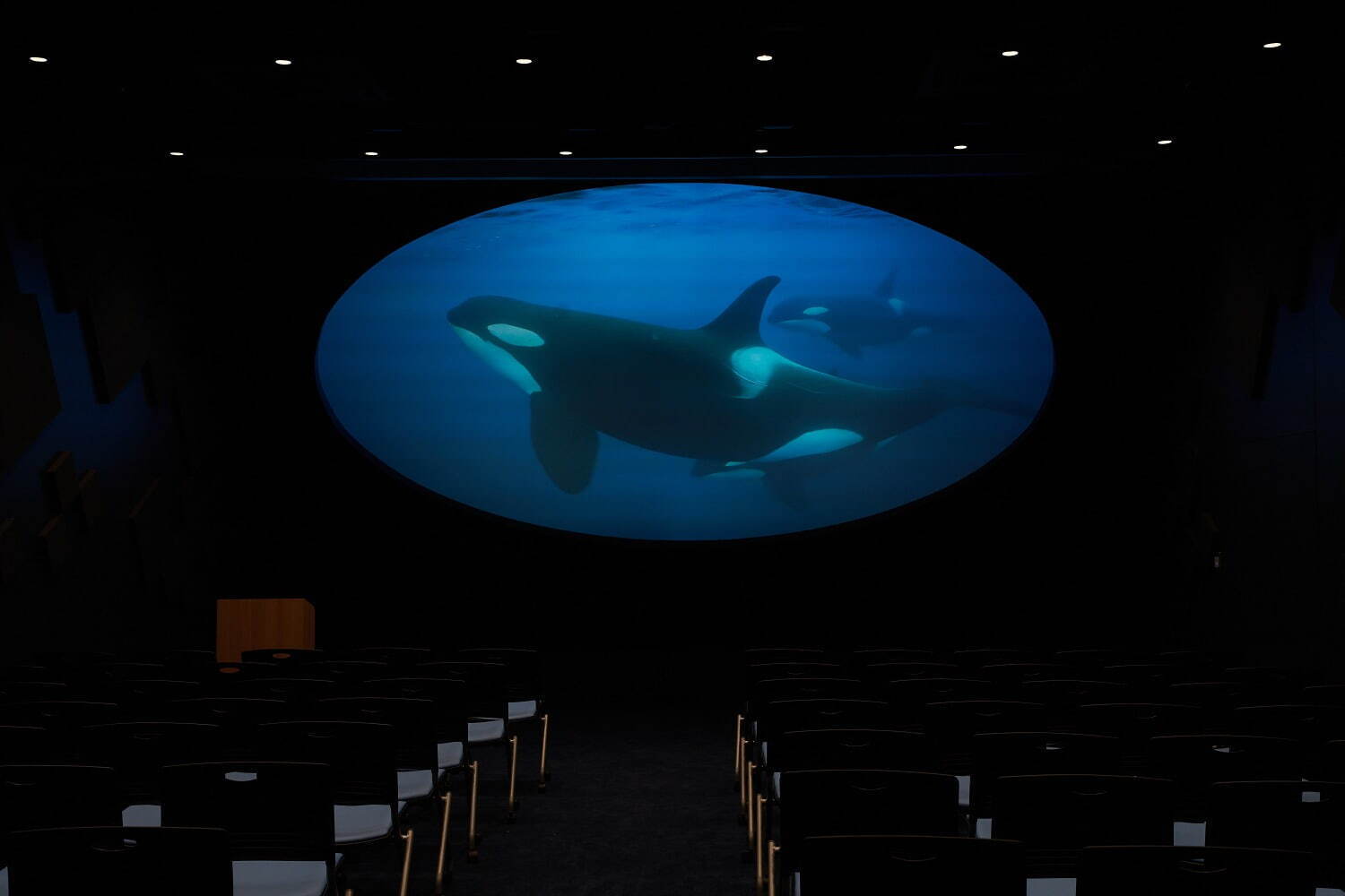 「神戸須磨シーワールド」須磨海浜水族園跡地に開業、西日本唯一のシャチ展示！パフォーマンスや学ぶゾーン｜写真110