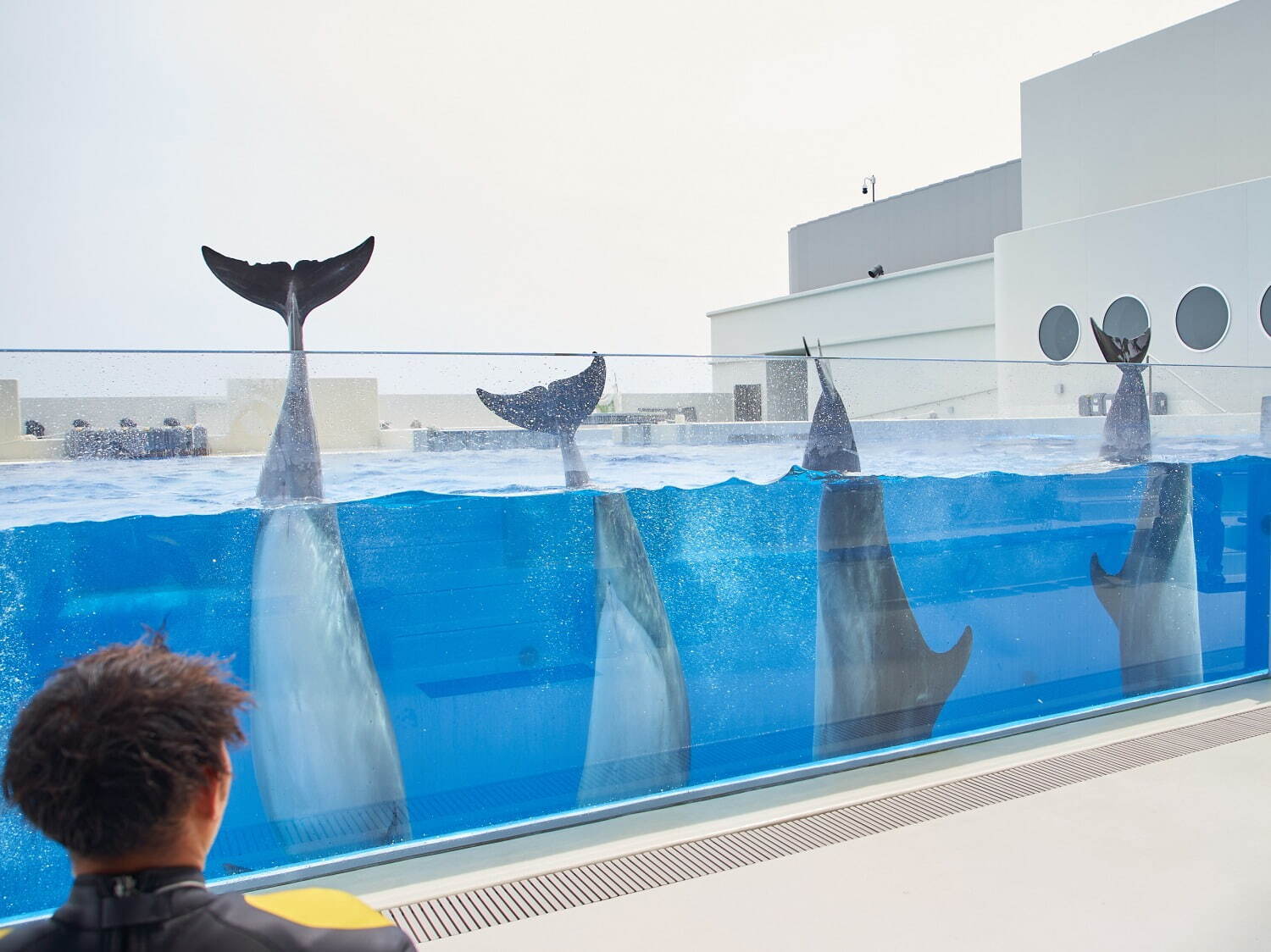 「神戸須磨シーワールド」須磨海浜水族園跡地に開業、西日本唯一のシャチ展示！パフォーマンスや学ぶゾーン｜写真53