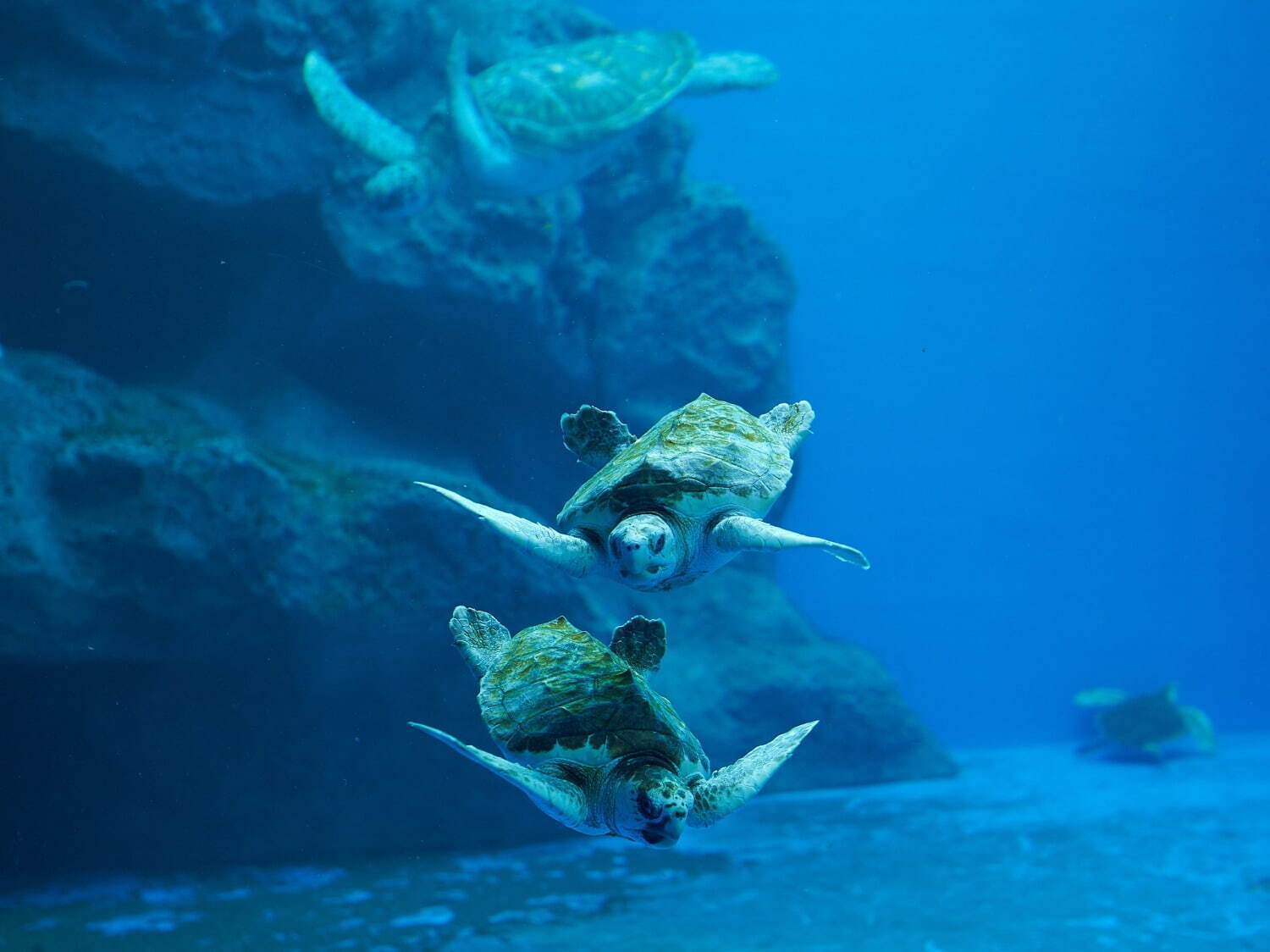 「神戸須磨シーワールド」須磨海浜水族園跡地に開業、西日本唯一のシャチ展示！パフォーマンスや学ぶゾーン｜写真44