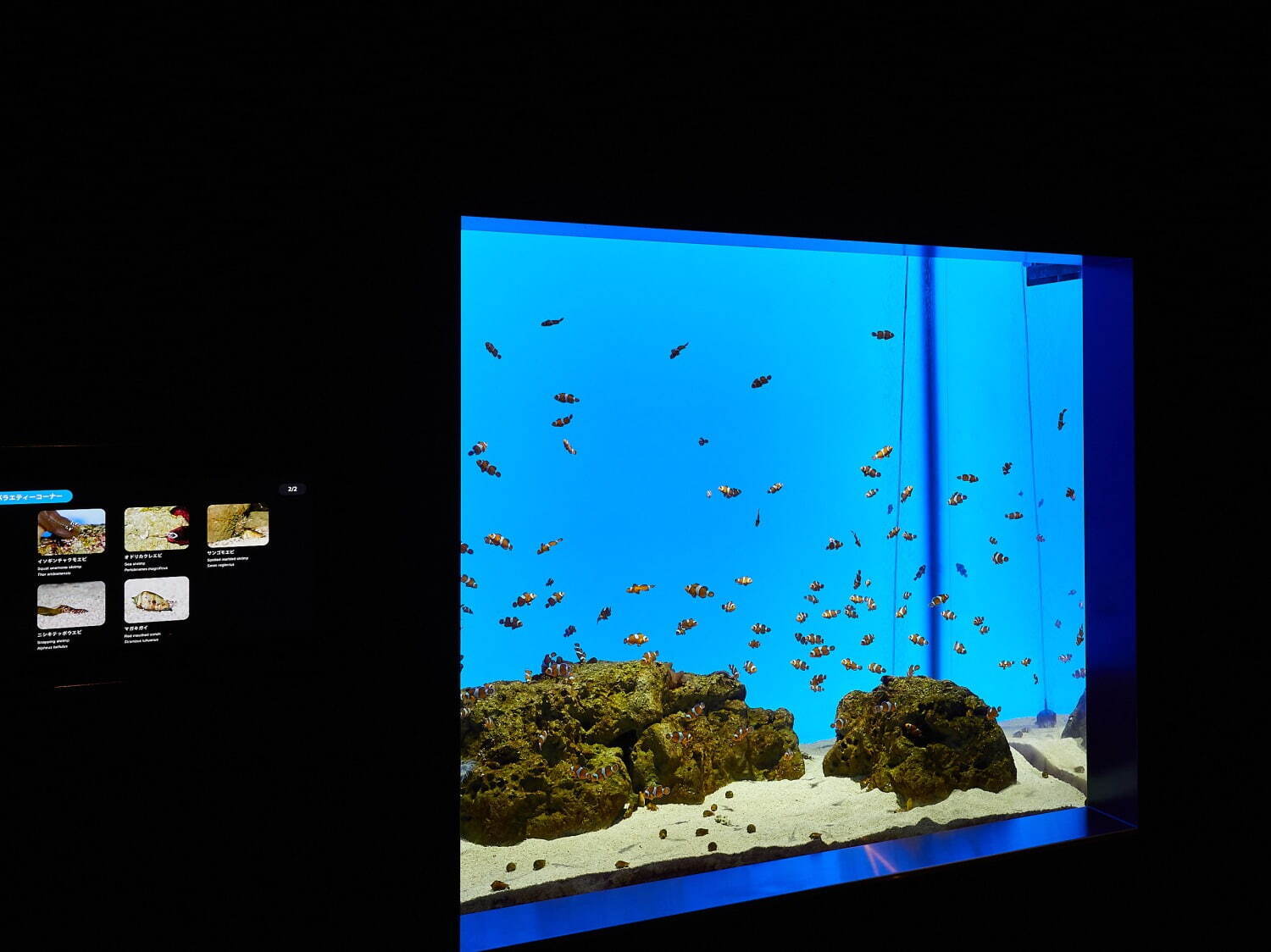 「神戸須磨シーワールド」須磨海浜水族園跡地に開業、西日本唯一のシャチ展示！パフォーマンスや学ぶゾーン｜写真33