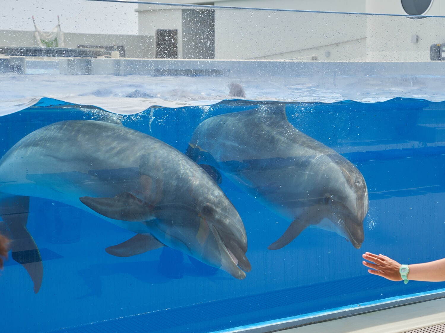 「神戸須磨シーワールド」須磨海浜水族園跡地に開業、西日本唯一のシャチ展示！パフォーマンスや学ぶゾーン｜写真54