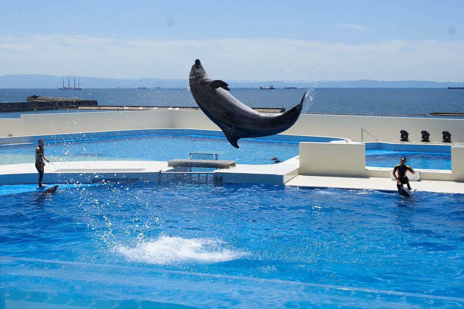 「神戸須磨シーワールド」須磨海浜水族園跡地に開業、西日本唯一のシャチ展示！パフォーマンスや学ぶゾーン｜写真62
