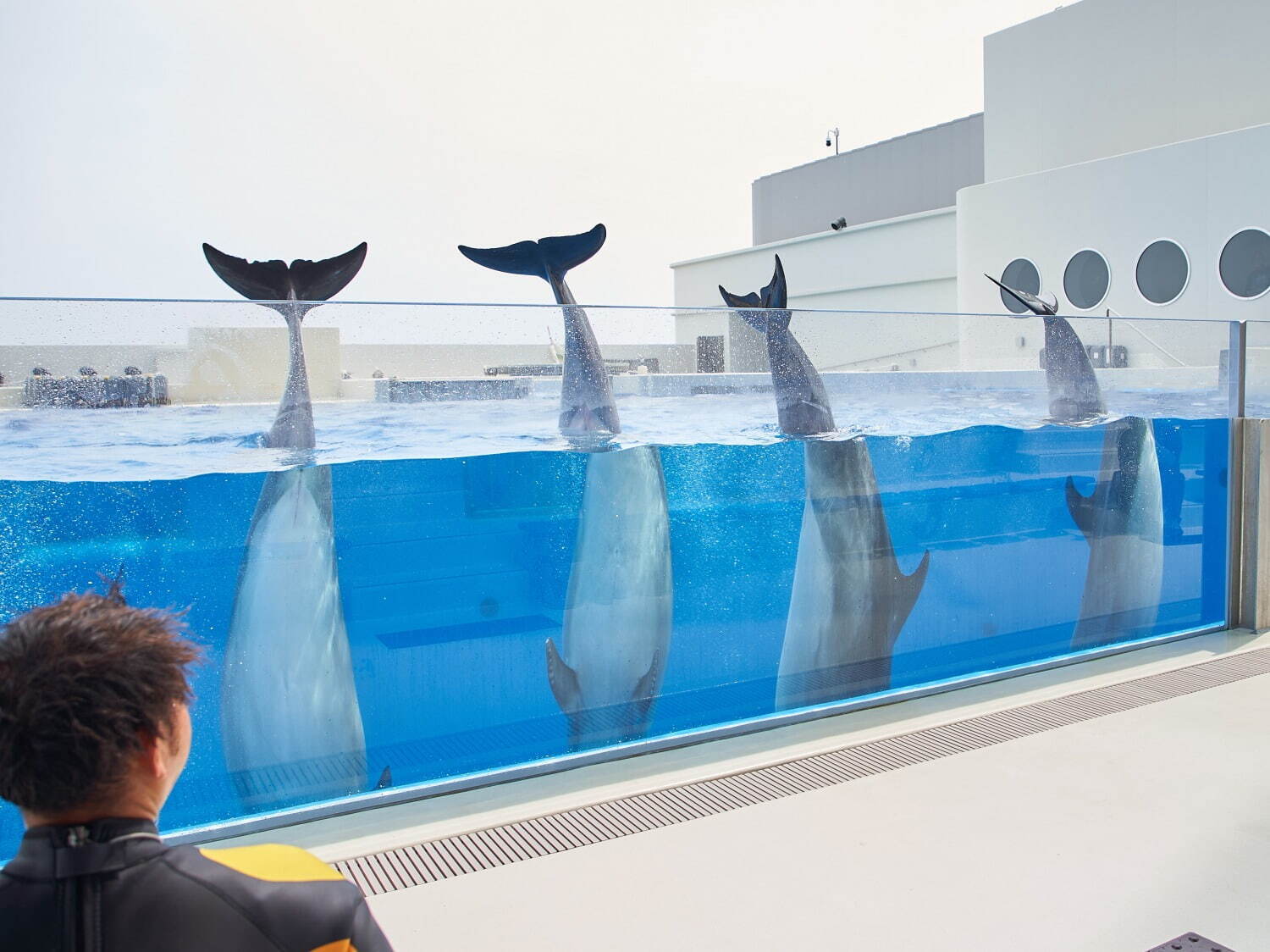「神戸須磨シーワールド」須磨海浜水族園跡地に開業、西日本唯一のシャチ展示！パフォーマンスや学ぶゾーン｜写真55