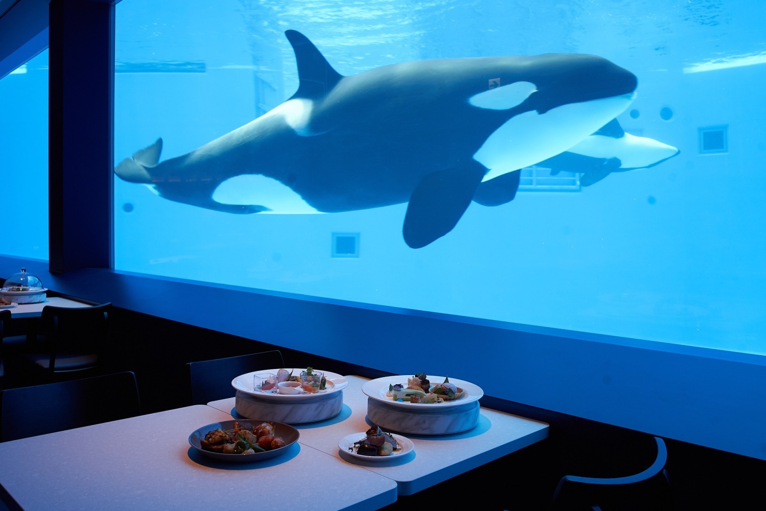 須磨海浜水族園 須磨水族館 写真付き 神戸須磨シーワールド」須磨海浜水族園跡地に開業、西日本唯一の