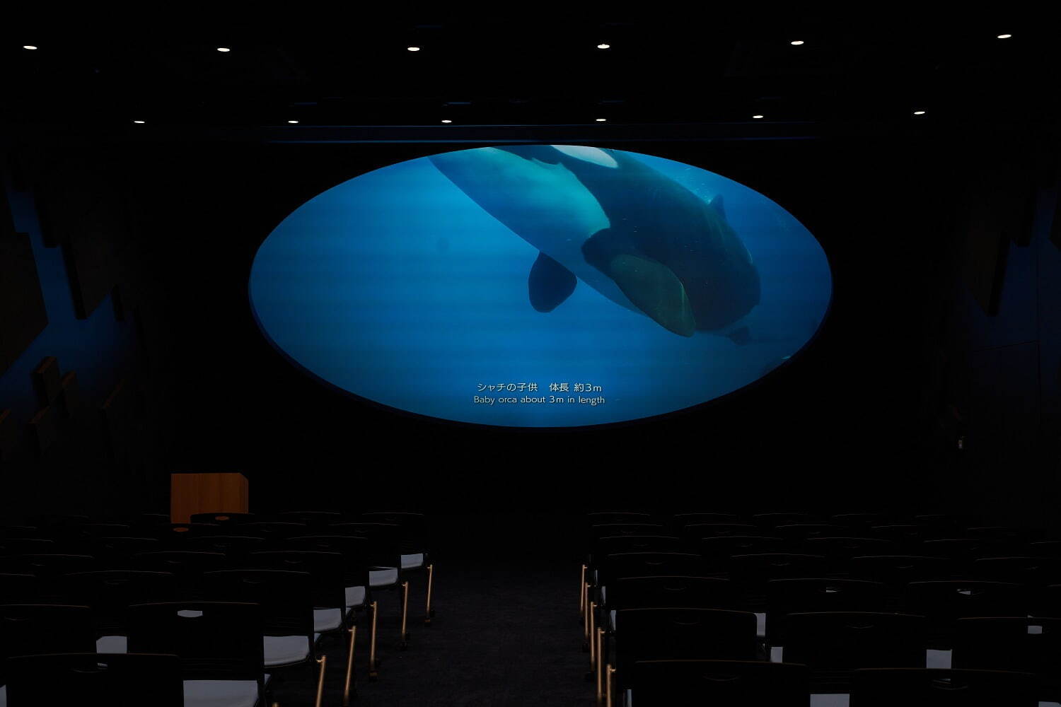 「神戸須磨シーワールド」須磨海浜水族園跡地に開業、西日本唯一のシャチ展示！パフォーマンスや学ぶゾーン｜写真109
